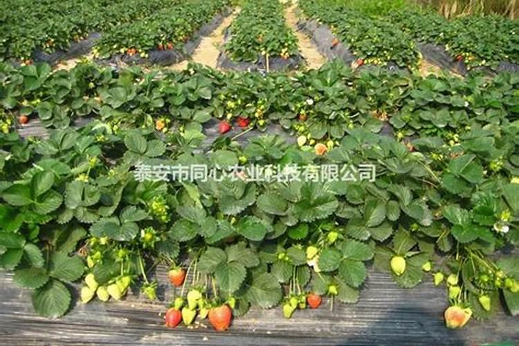 草莓各个时段都用什么样肥料!