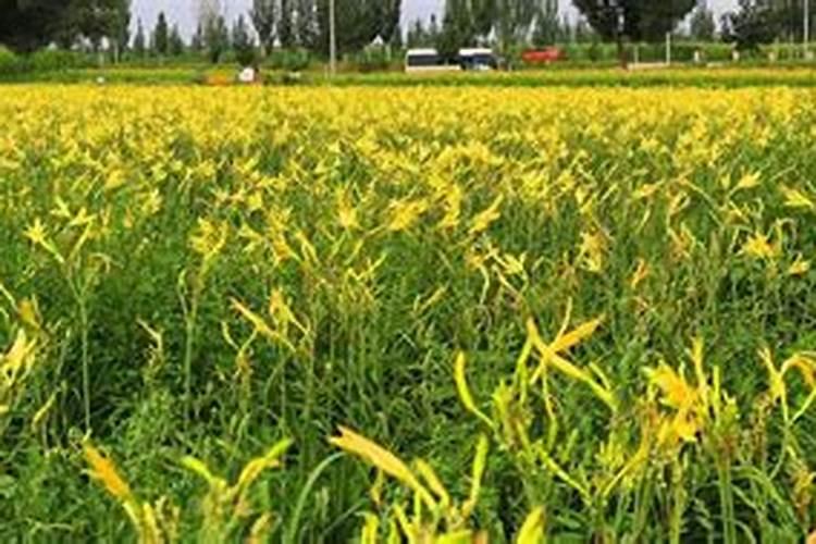 危害重的黄花菜叶斑病如何防治？