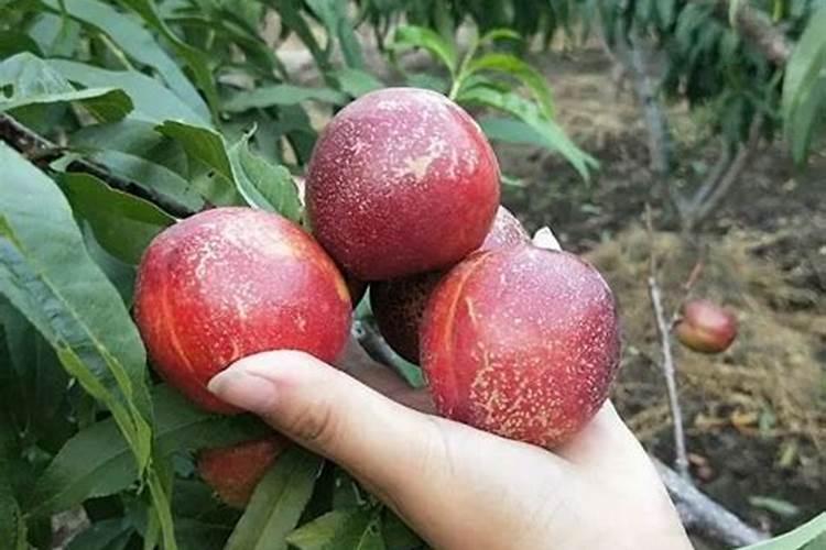 中国水溶肥的前十名 中国十大水溶肥排名