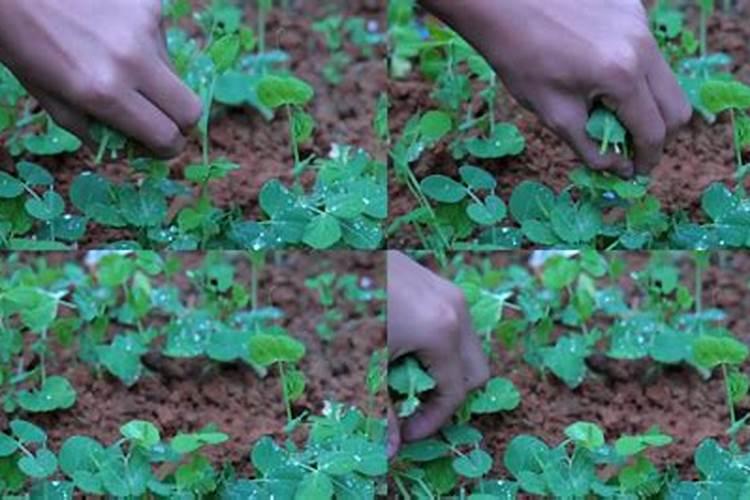 大豆叶面肥哪种好