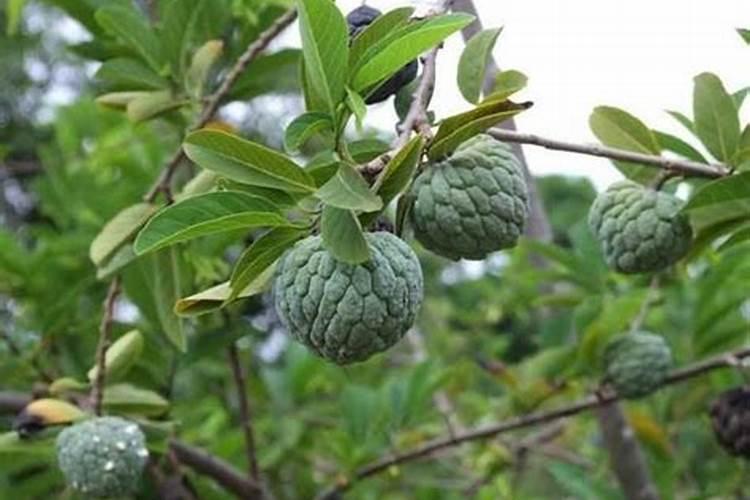 释迦果的施肥要点 释迦果应该怎么养殖