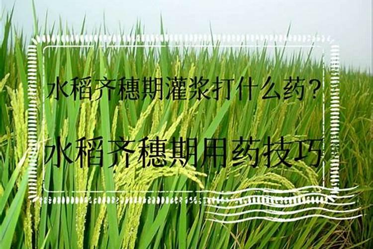 水稻齐穗期打什么药,什么时候打药好