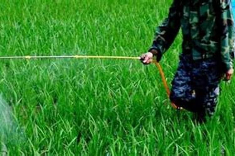 肥大的水稻后期还喷叶面肥吗？水稻抽穗困难齐穗期还喷叶面肥吗？