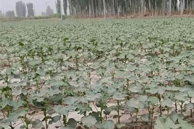 给棉花浇哪种肥好？配比是什么？