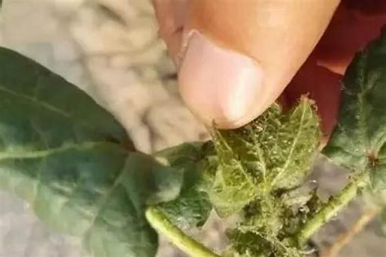 棉花头水滴什么肥料