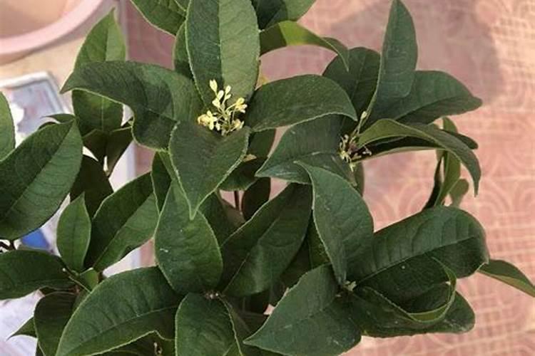 桂花树如何施肥
