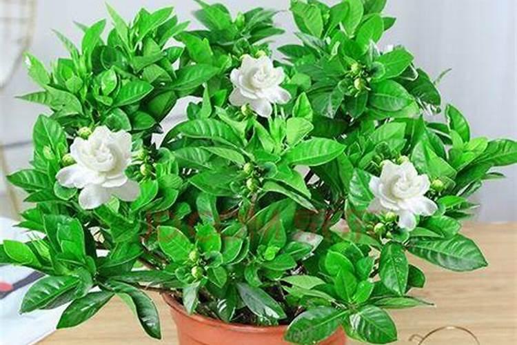 绿豆花期补硼吗怎么施肥？