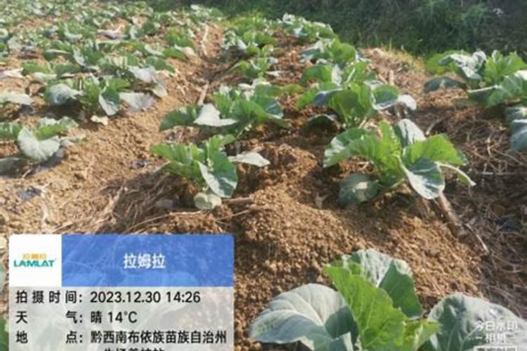 水养的绿萝水里要加什么才长得好？