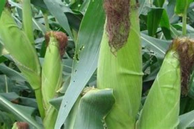 玉米一生喷几次叶面肥