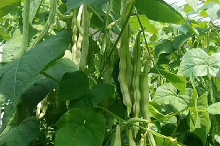 豆角花期追什么肥