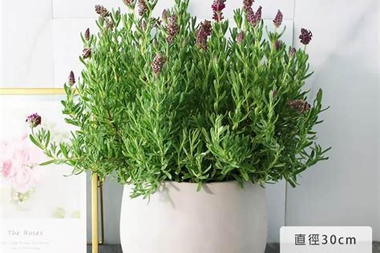 薰衣草怎么施肥 薰衣草什么时候施肥