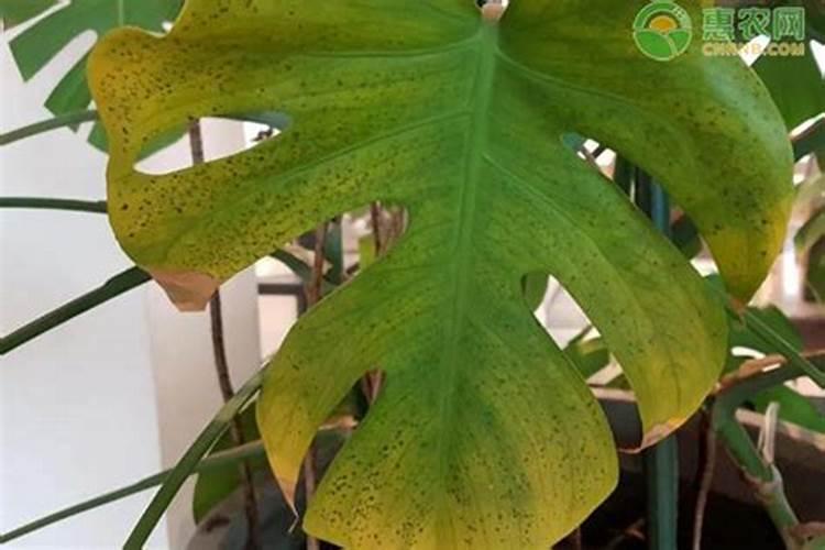 生化池好氧池完成什么反应