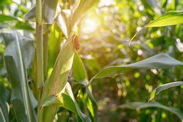 什么冲施肥对果实膨大最快