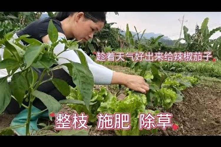 畦辣椒茄子幼苗时怎样追肥？