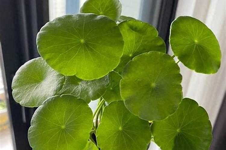 大量元素水溶肥的定义