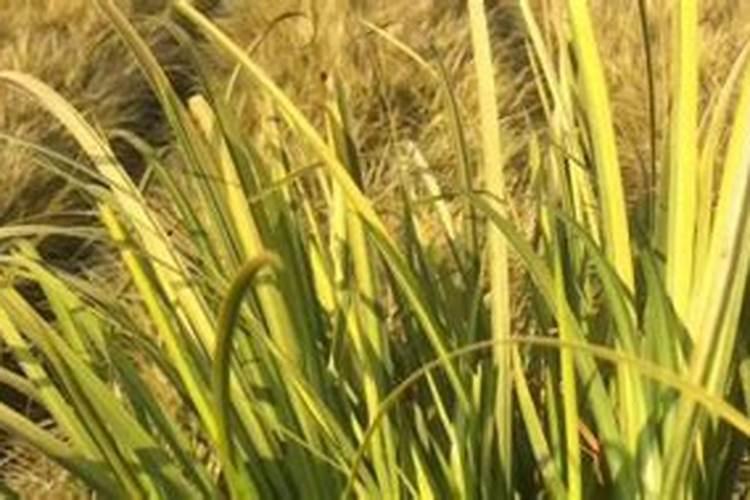 哈密瓜膨果期怎样施肥