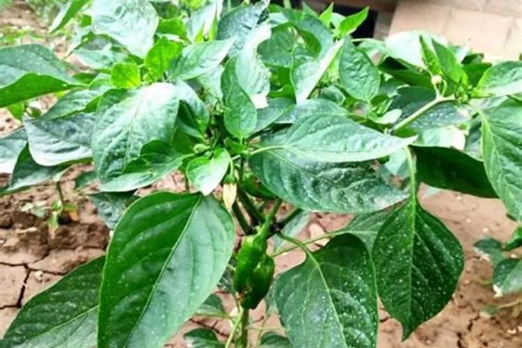 花椒树苗2个月能施肥吗？