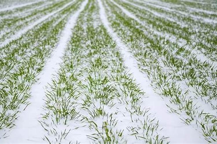 冬小麦底肥用什么化肥