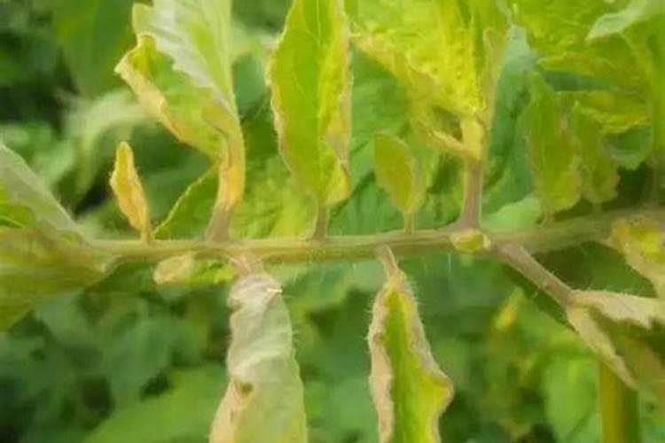 使叶面深绿的叶面肥,使叶色浓绿的是什么肥