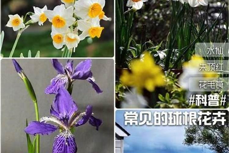 腐植酸钠优点和缺点