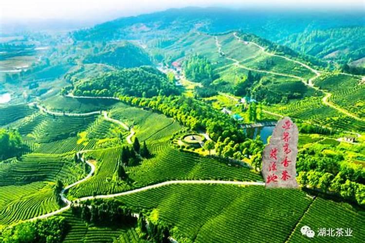 葛根种苗什么时间种植？葛根最新种植技术