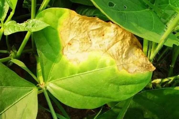 白芸豆高产方法