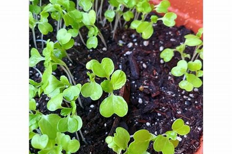 小白菜种植方法