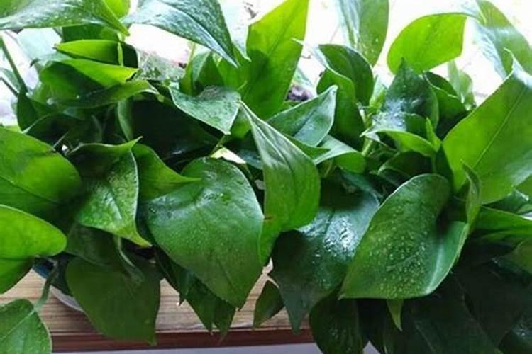 木屑颗粒取暖炉有毒吗？