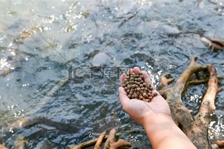 蝌蚪吃什么食物最好