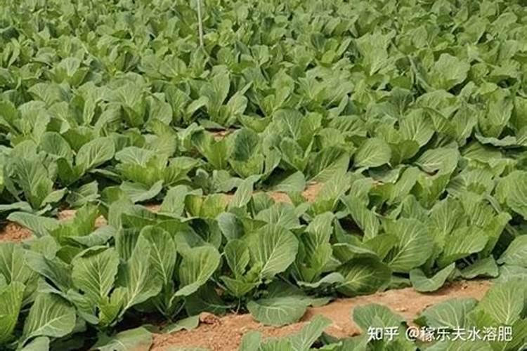 橄榄怎么种盆栽