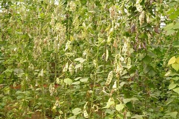 温室大棚豆角栽培,如何管理才能获得较高产量？