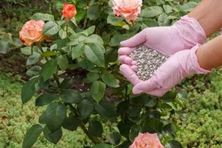 月季花施肥施什么肥料