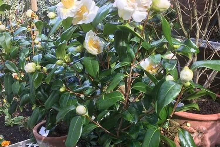 矿源黄腐酸钾怎么用才安全