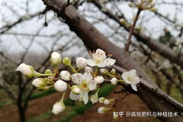 芸苔素可以控旺吗