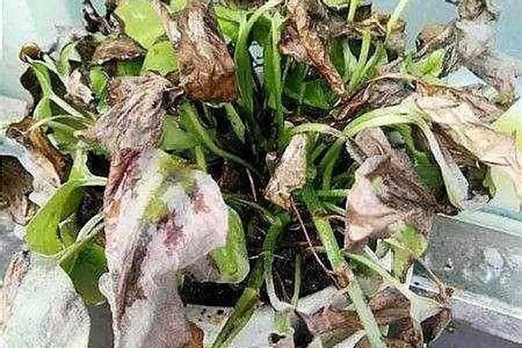 栀子花有花苞的话,用不用施肥？