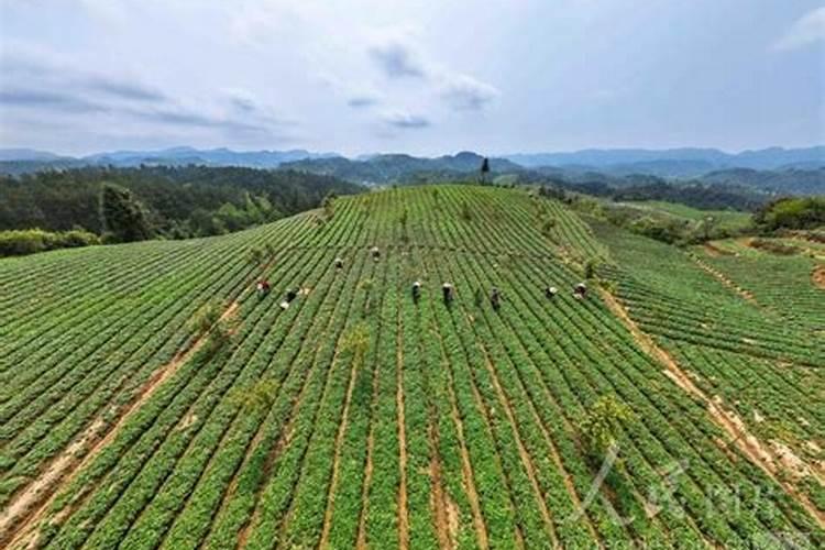 太子参要怎样追肥？