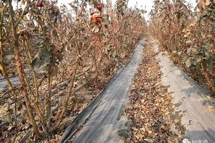 月季花剪枝后想增加发芽速度,应该施什么肥？