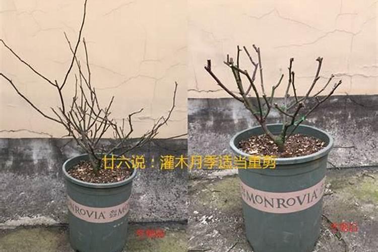 月季冬剪后多久可以浇水施肥