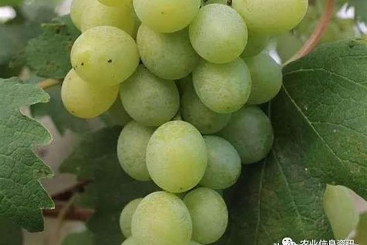 葡萄开花后施什么肥葡萄开花后怎么施肥