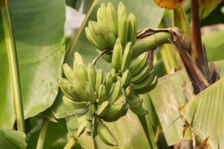 香蕉的养殖方法