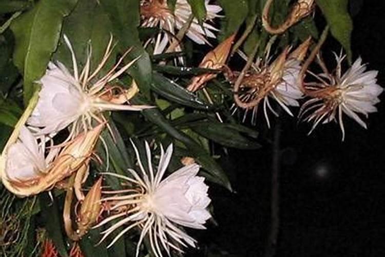 加工番茄田间管理主要包括哪几个方面？如何管理？