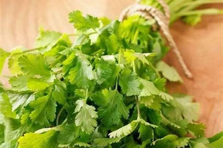 香菜施什么肥料长得快