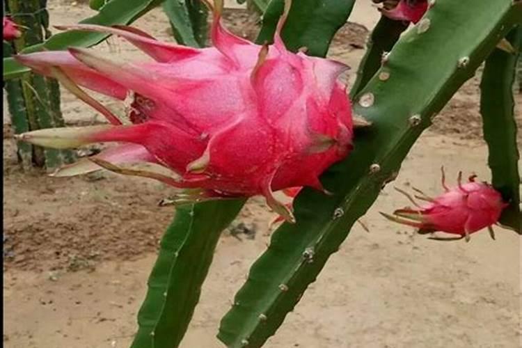 钙镁硼不能与什么农药混用