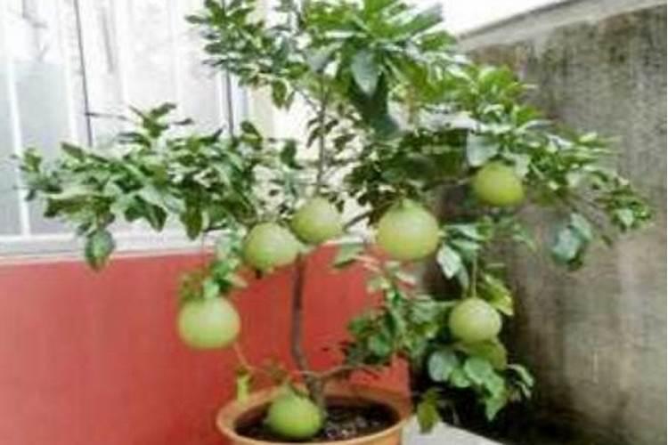 柚子树加什么肥料