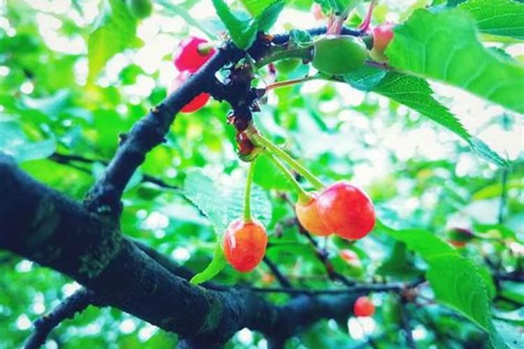 大白菜施肥用什么肥好