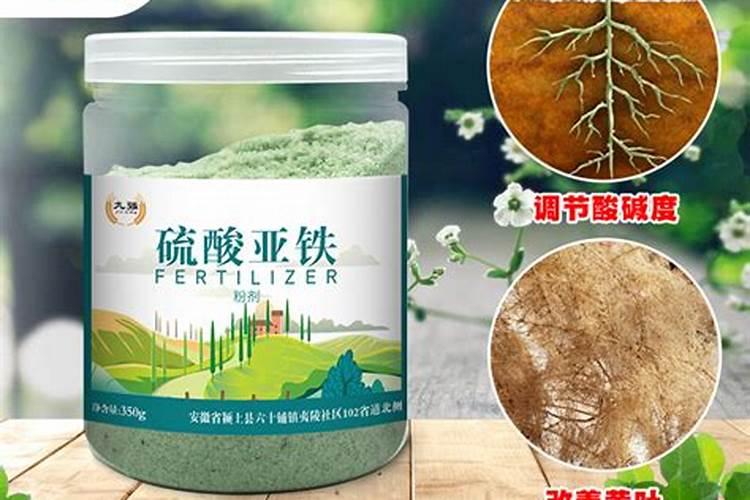 蓬莱松的叶最近开始发黄了可以补救吗？