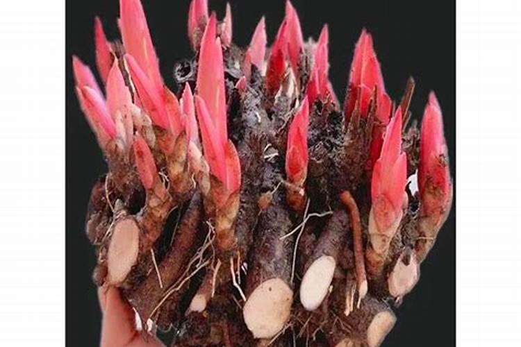 芍药施肥时间和方法,芍药喜欢什么肥料