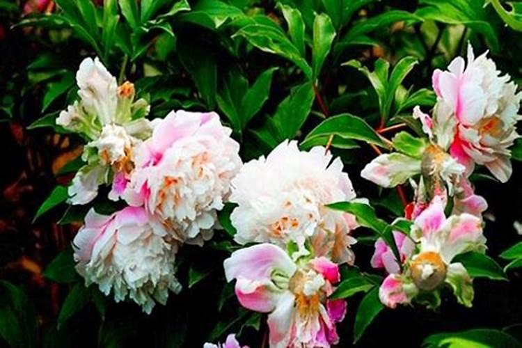 芍药施什么肥最好