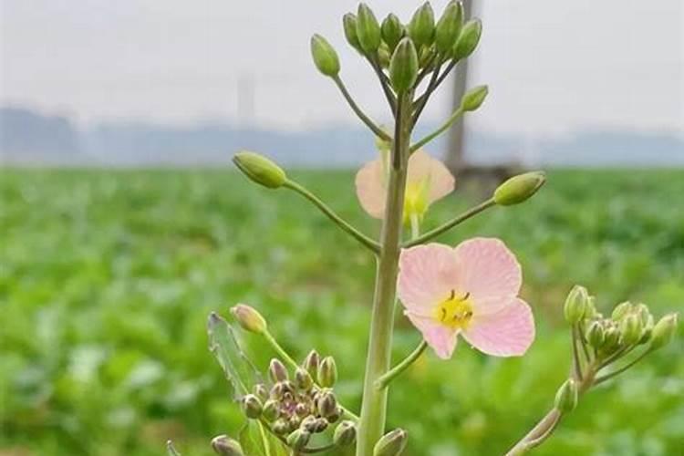 大棚草莓施肥方案