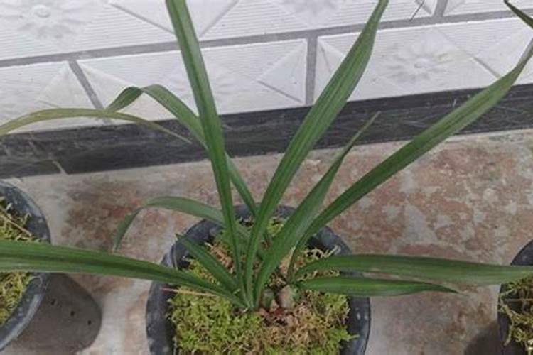 种兰花用什么土最好
